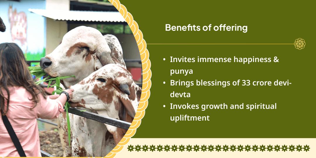 Gau Mata Seva in Mathura